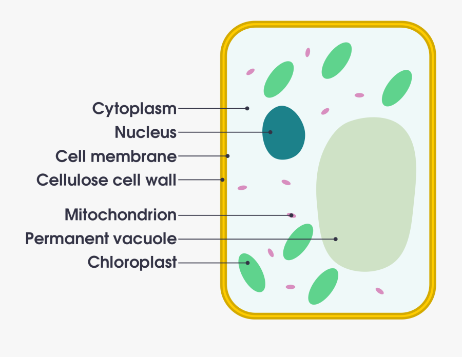 Filesimple Diagram Of Yeast Cell Ensvg Simple English ...