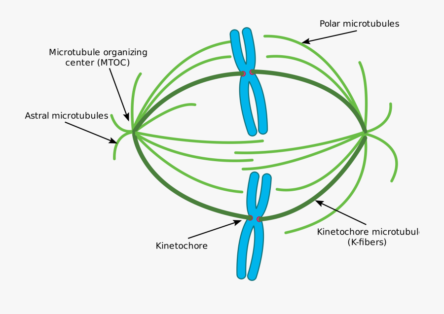 Microtubule - Prometaphase Of Mitosis, Transparent Clipart