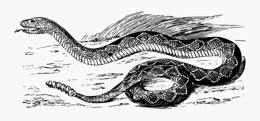 Reptile,art,serpent - Rattlesnake, Transparent Clipart