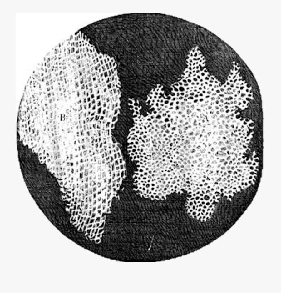 Transparent Formidable Clipart - Robert Hooke Honeycomb Structure, Transparent Clipart
