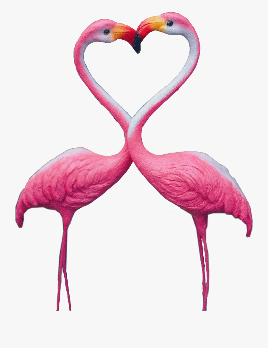 #flamingos #flamingo #flamingoheart #heart #pink #animal - Greater Flamingo, Transparent Clipart