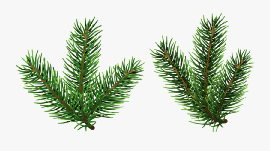 Transparent Pine Branches Clipart - Pine Tree Branch Clipart, Transparent Clipart