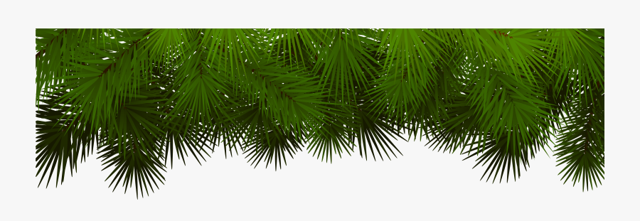Pine Branches For Decoration - Christmas Tree Branches Transparent Background, Transparent Clipart