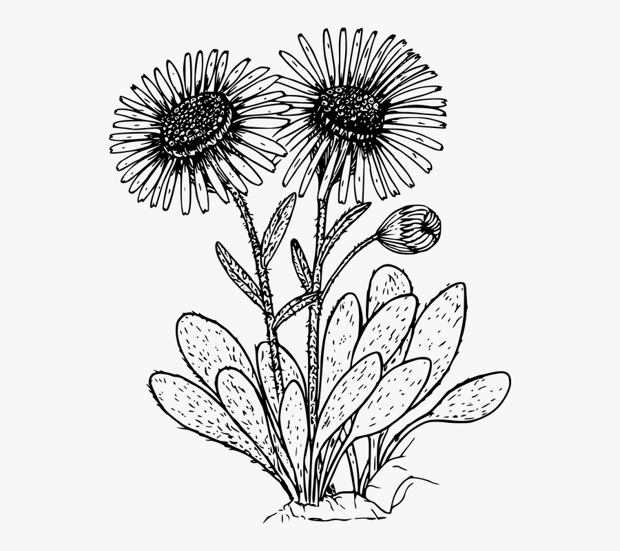 Flower, Plant, Wild, Wildflower - Daisy Plant Black And White, Transparent Clipart