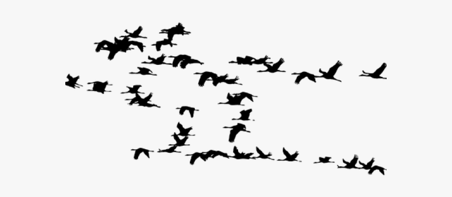 Wildlife Clipart Bird Flock - Birds Migration, Transparent Clipart