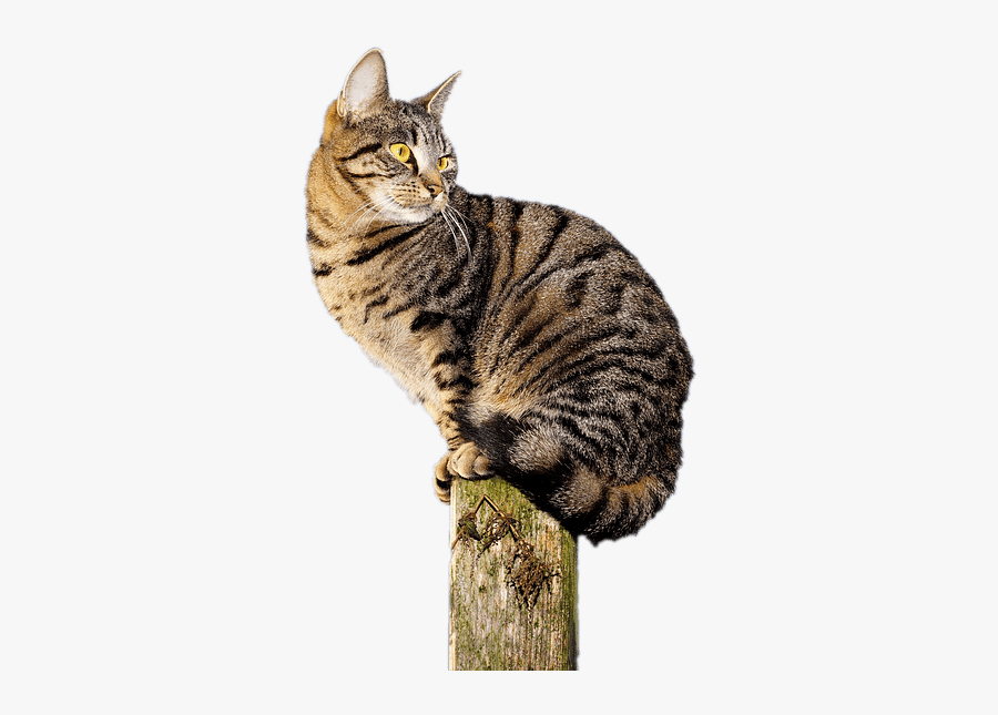 Cat Acrobat - Pretty Cat Nature Photography, Transparent Clipart