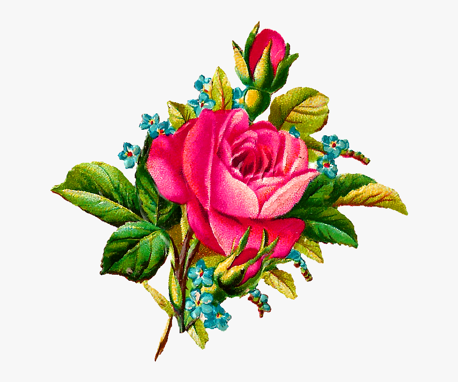 Rose Flower Digital Image - Illustration In Rose Flower, Transparent Clipart