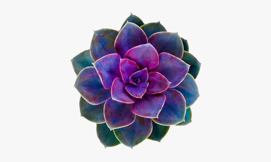 Image Result For Flower - Transparent Background Cactus Flower Clipart, Transparent Clipart