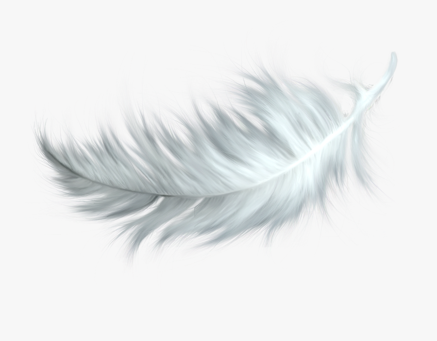 Ark Feather, Transparent Clipart
