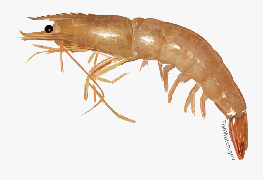 Shrimp Brown Nb W - Farfantepenaeus Aztecus, Transparent Clipart