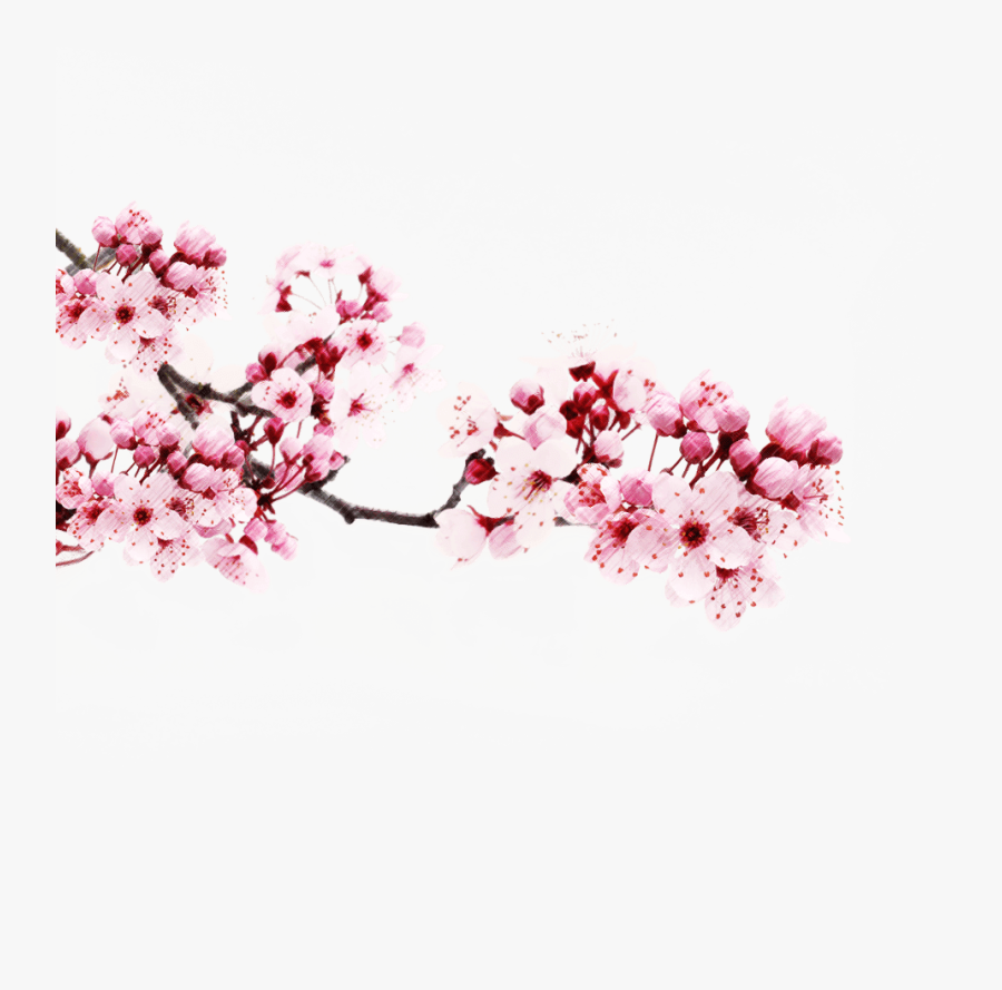 Transparent Cherry Blossom Clipart Transparent Sakura Branch Png Free Transparent Clipart Clipartkey