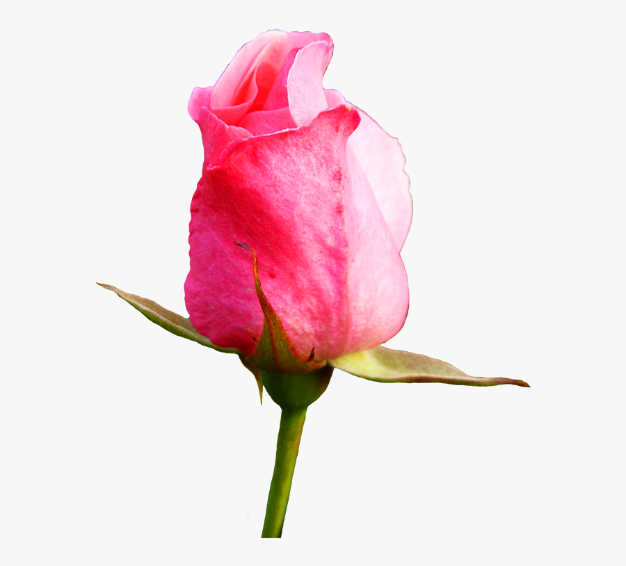 Pink Rose Bud Image - Rose Bud Flower Png, Transparent Clipart