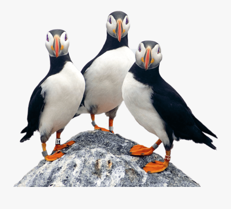 Three Puffins On A Rock - Project Puffin, Transparent Clipart