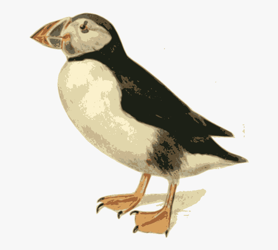 Input Puffin - Atlantic Puffin, Transparent Clipart