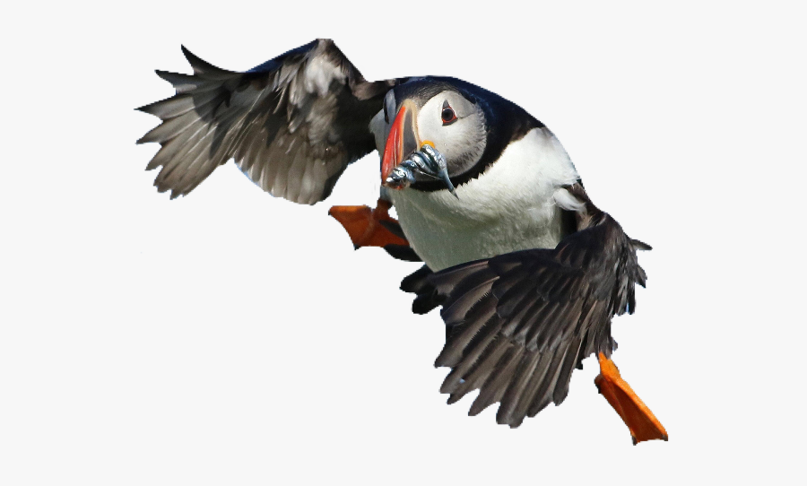 Puffin Bird Cute Pngs Png Freetoedit - Atlantic Puffin, Transparent Clipart