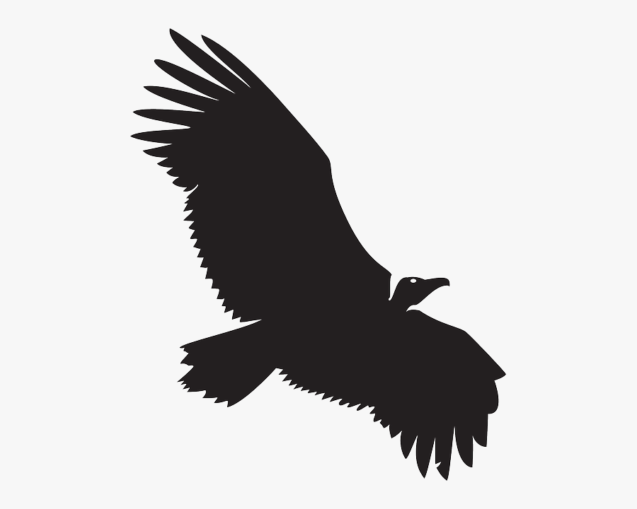 Spread, Silhouette, Bird, Wings, Animal, Vulture - Vulture Vector, Transparent Clipart