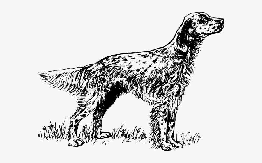 English Setter Coloring Pages, Transparent Clipart