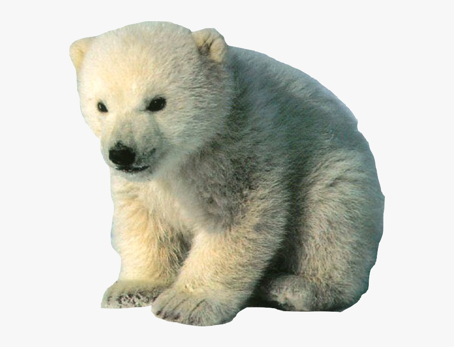 Polar Bears Dying, Transparent Clipart