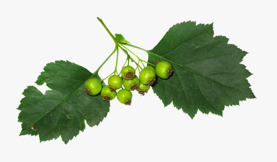 Leaves, Berry, Fruit, Green Leaves, Green, Stand-alone - Hojas Con Fruta, Transparent Clipart