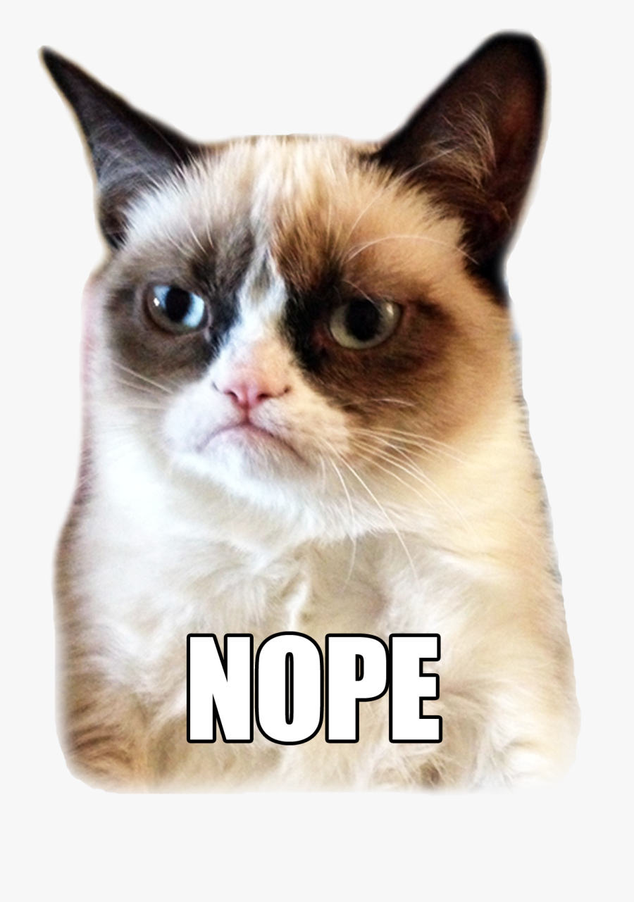Grumpy Cat Meme, Transparent Clipart