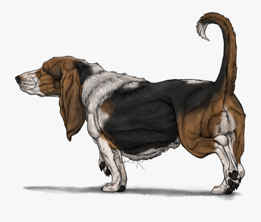 Transparent Basset Hound Png - Basset Hound, Transparent Clipart