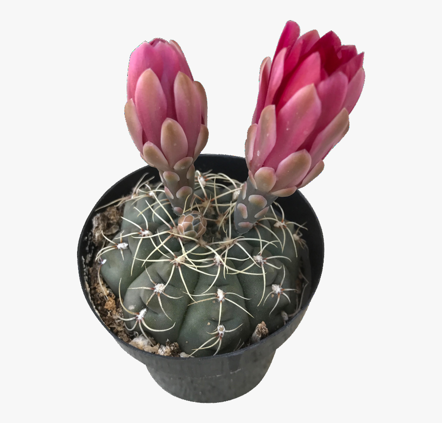 Clip Art Cactus In Planter - Flowerpot, Transparent Clipart