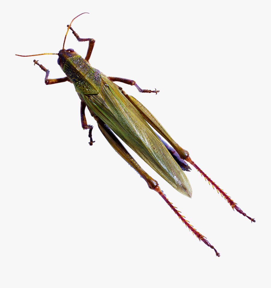 Cricket Bug Png - Harmful Insect, Transparent Clipart