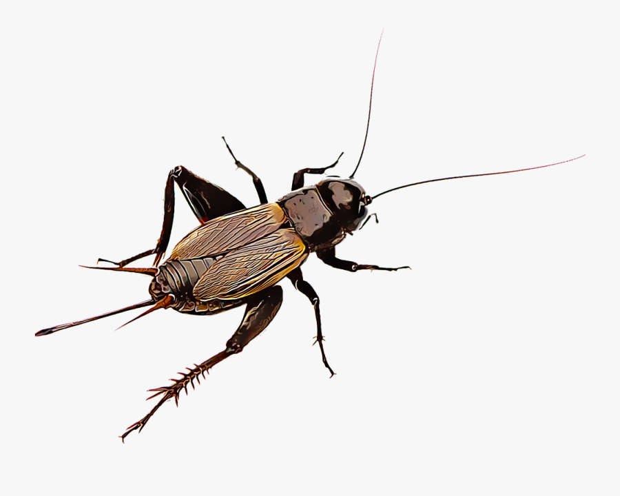 Cricket Insect Png - Cricket Insect Anatomy Face, Transparent Clipart