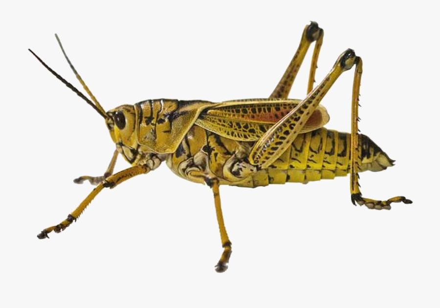 Plant Bugs - Grasshopper Close Up, Transparent Clipart