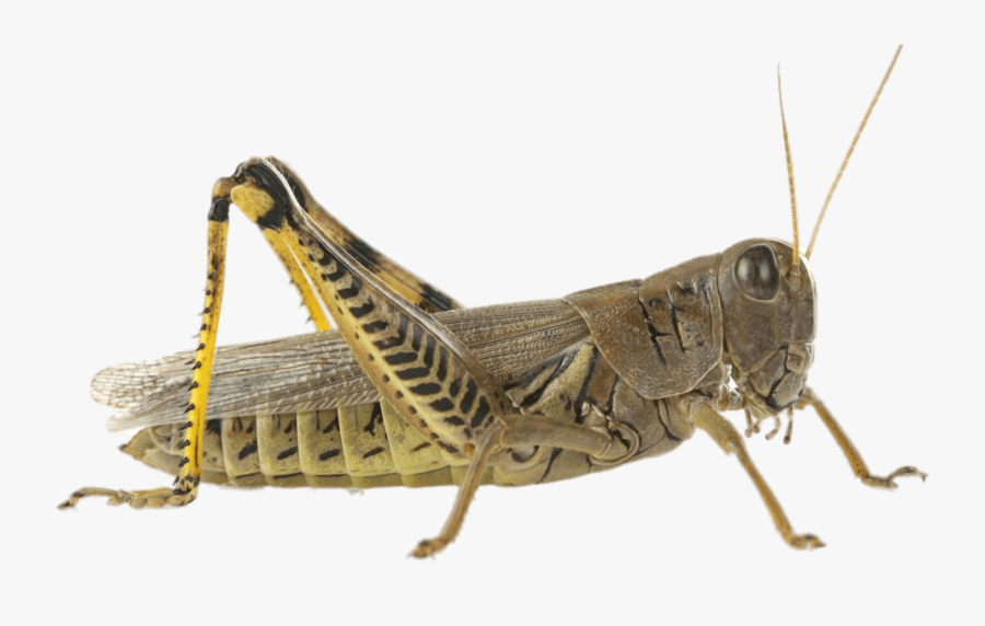 Grasshopper Crickets, Transparent Clipart
