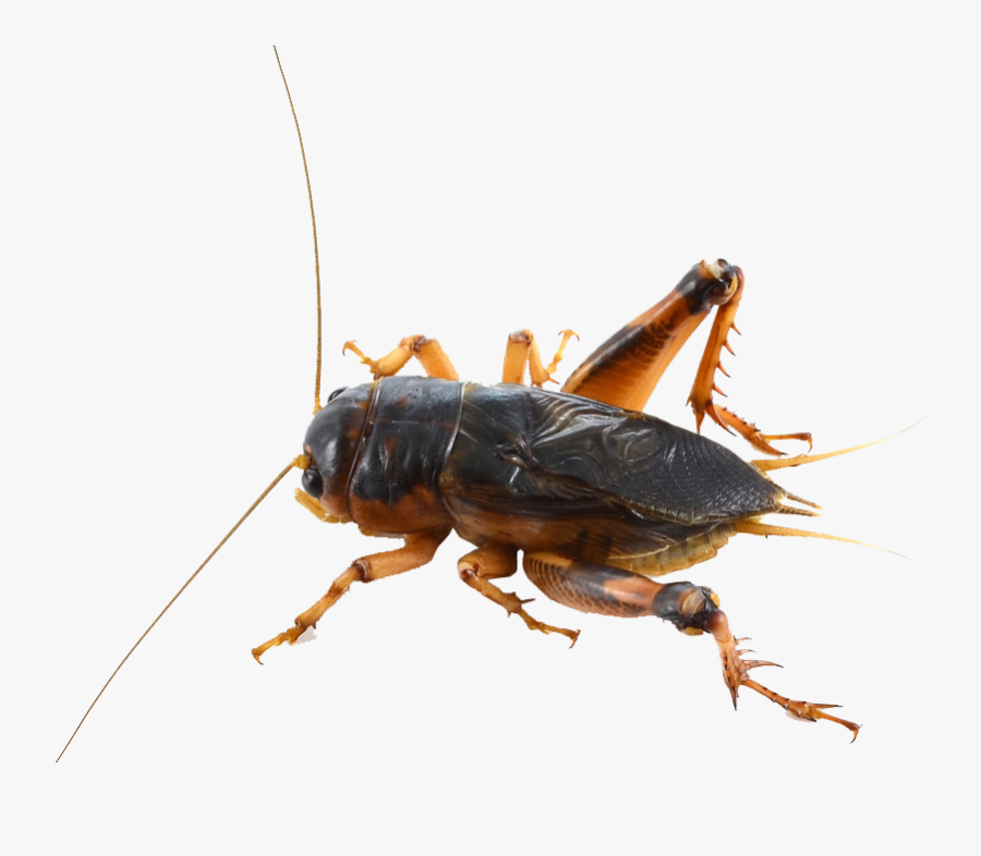 Cricket Insect Png - Cricket Bug Png Transparent, Transparent Clipart