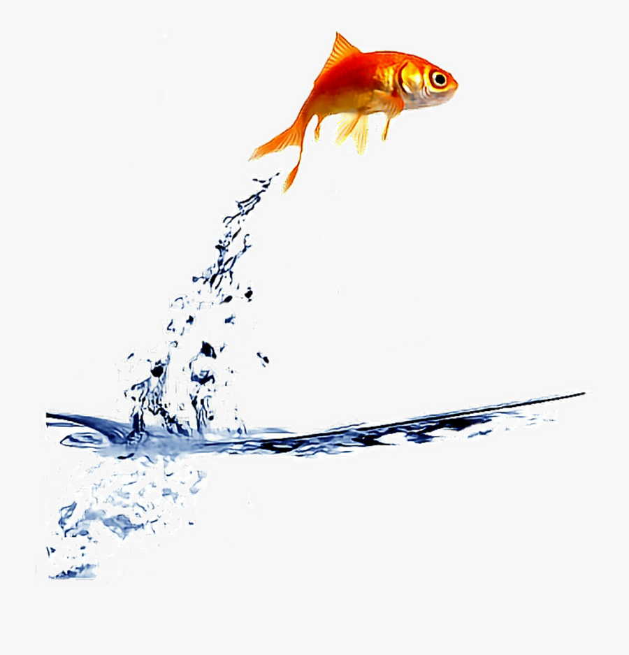 #freetoedit #fish #jump #water - Fish Jumping Transparent Background, Transparent Clipart