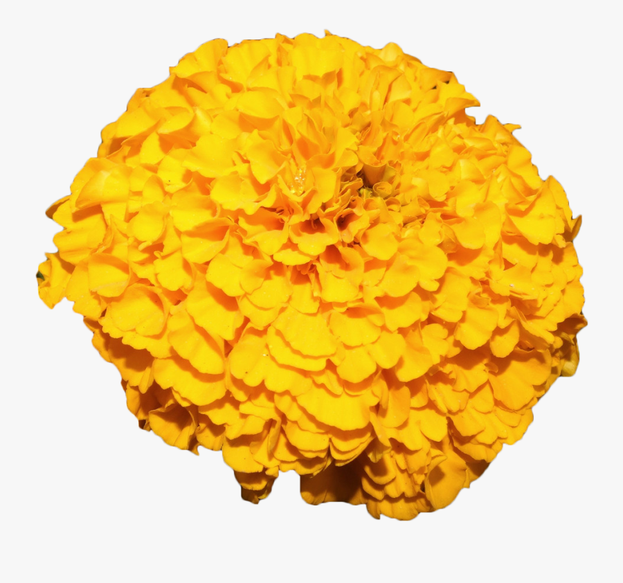 Yellow,tagetes,english Patula,cut Flowers,pom-pom - Marigold Flower Png, Transparent Clipart
