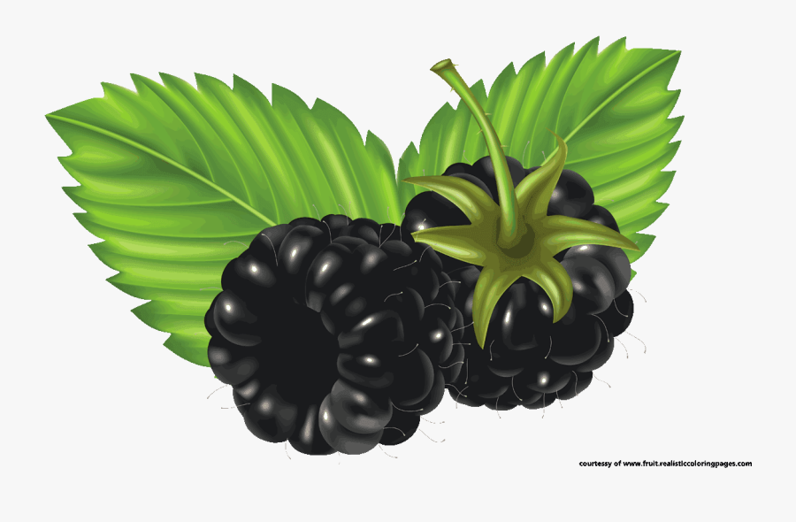 Blackberry Fruit Clip Art Free - Clip Art Of Blackberries, Transparent Clipart