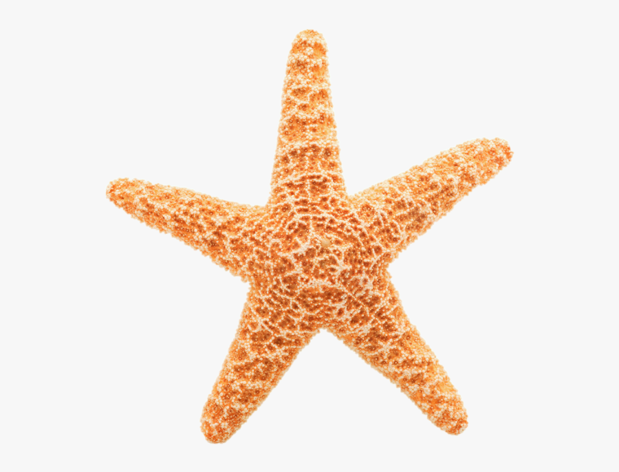 Pin Starfish Clipart Transparent Background - Starfish Transparent Background, Transparent Clipart