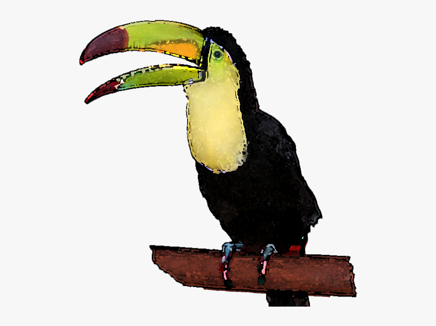 Toucan Clipart - Clipart Toucan Transparent Background, Transparent Clipart