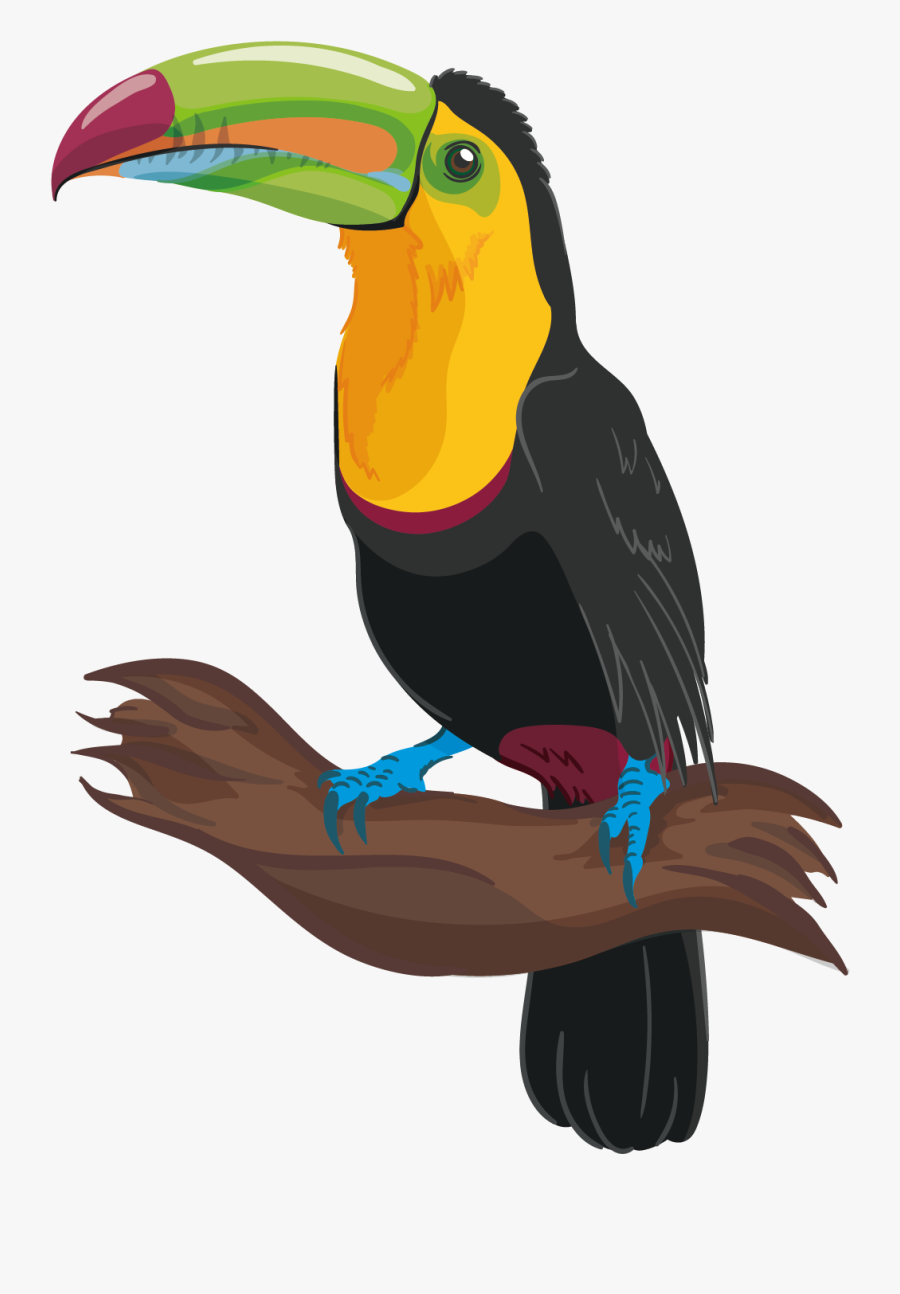 Clip Art Are Toucans Parrots - Tropical Bird Drawing, Transparent Clipart