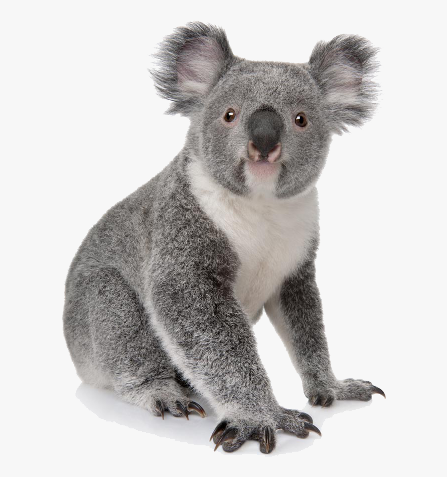 Koala Bear Png Image, Transparent Clipart