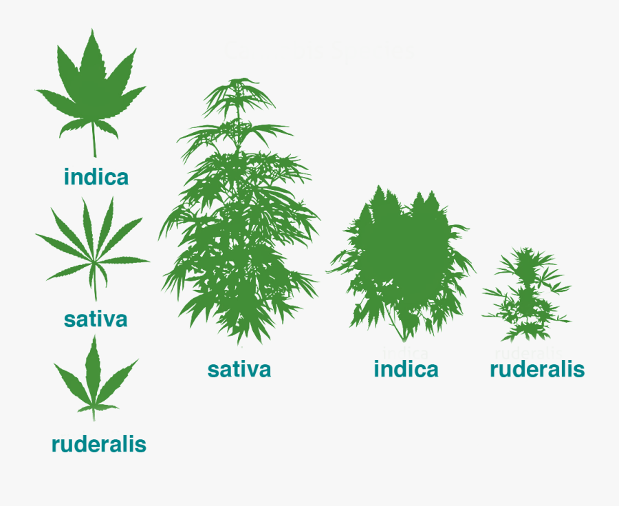 Transparent Weed - Cannabis Plant, Transparent Clipart