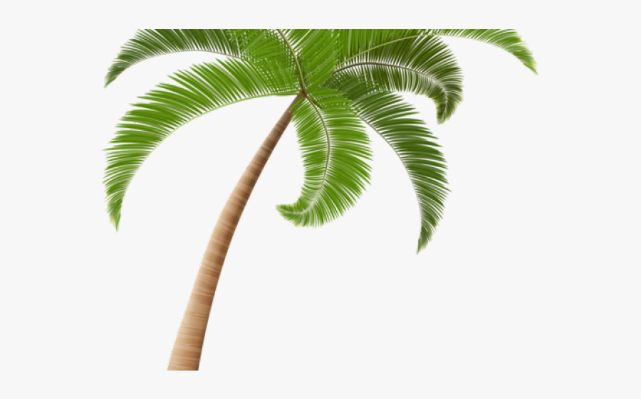 Palm Tree Png Clipart, Transparent Clipart