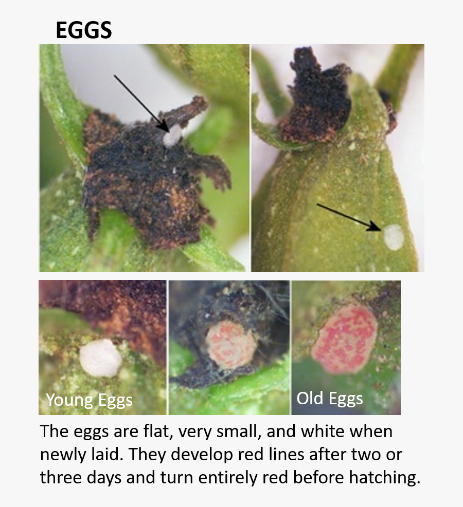 Eggs And Caterpillars - Pecan Nut Casebearer, Transparent Clipart