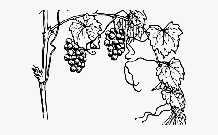 Transparent Jungle Vine Clipart - Grapes Plant Drawing Easy, Transparent Clipart