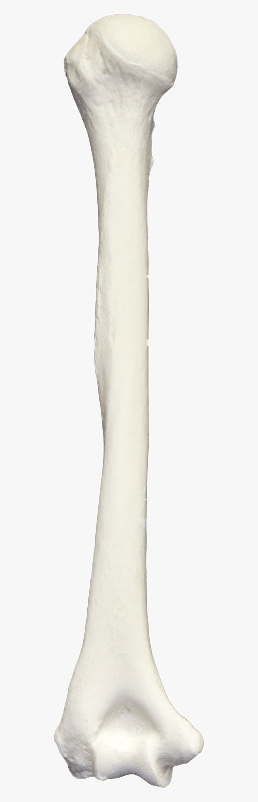 Spoon - Leg Bone Png, Transparent Clipart