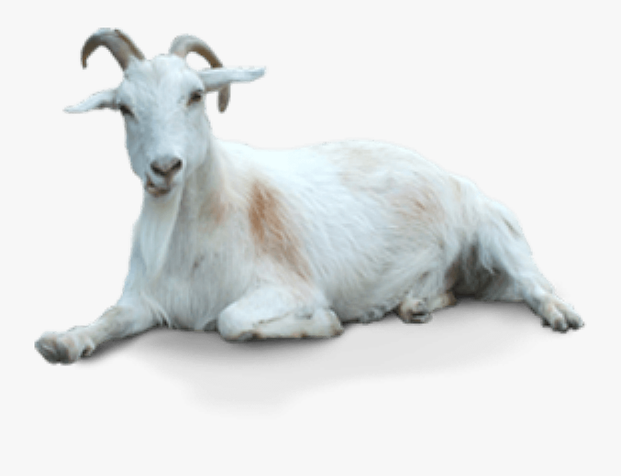 Transparent Background Goat Png, Transparent Clipart