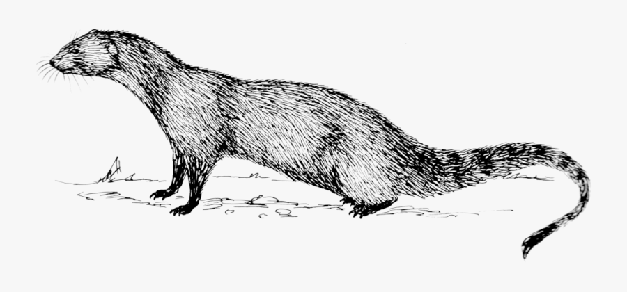 Clip Art Mongoose Images - Small Indian Mongoose Drawing, Transparent Clipart