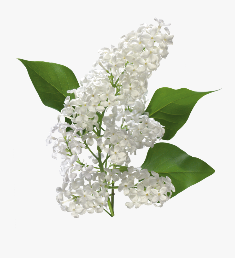 Flower,plant,lilac,lily Of The Valley,flowering Plant,lilac,cut - White Lilac Transparent Background, Transparent Clipart