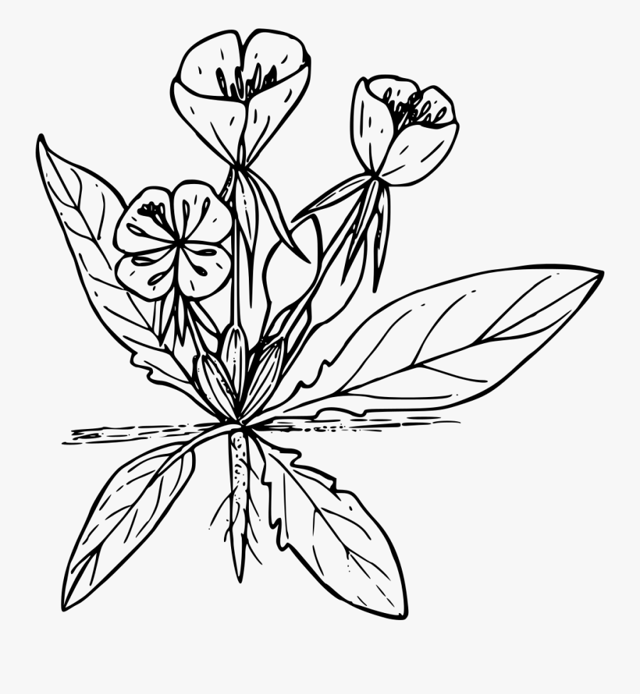 Symmetry,monochrome Photography,petal - Evening Primrose Plant Vector, Transparent Clipart