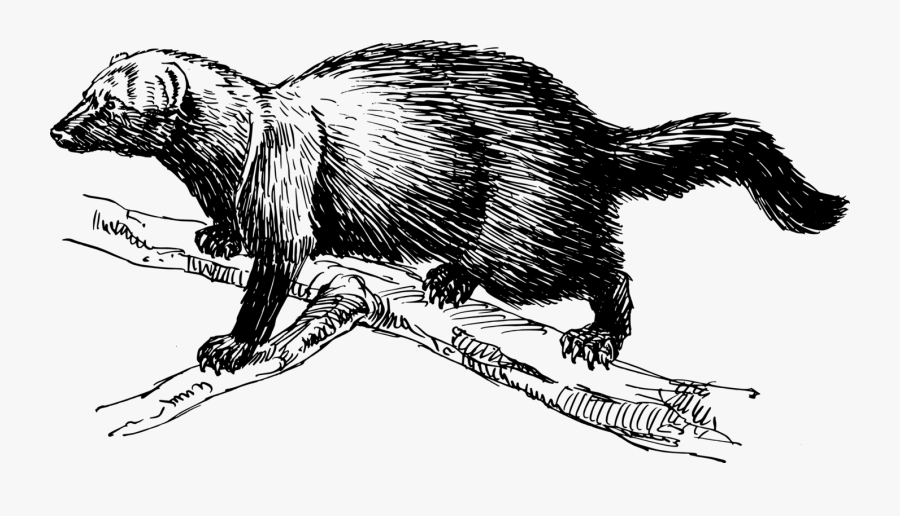 Art,monochrome Photography,carnivoran - Fisher Animal Clipart, Transparent Clipart