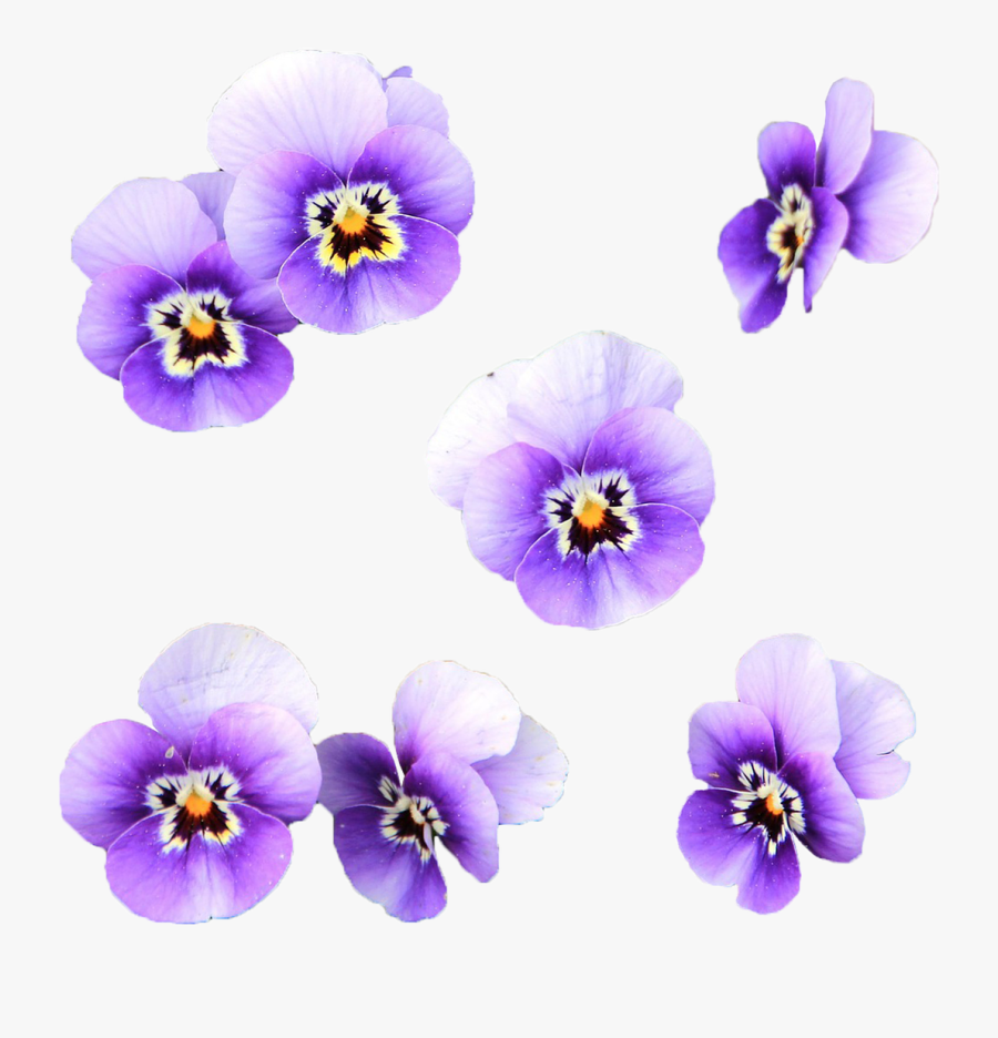 Transparent Wild Flowers Png - Imagenes De Flores Color, Transparent Clipart