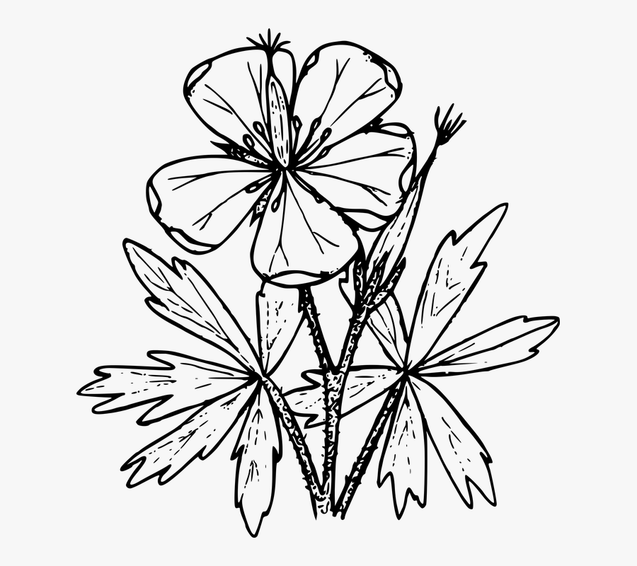 Wildflower Vector Botanical Transparent Png Clipart - Wildflowers Of Colorado Coloring Page, Transparent Clipart